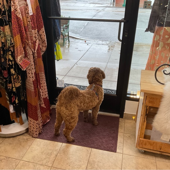 Meet your Posher, Lanee. 🌞

🐶🐾Sorry but My pup is NOT available 🤣She’s our kid - Picture 11 of 17